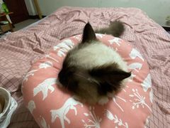 -爱贝特动物医院·猫口炎专科