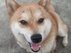 -柴犬高等学院·狗咖·柴犬售卖·宠物训练