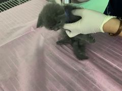 -北京观赏动物医院·24小时大型综合·猫专科·异宠专科