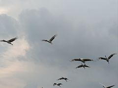 -盐城丹顶鹤湿地生态旅游区