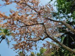 -中国科学院西双版纳热带植物园