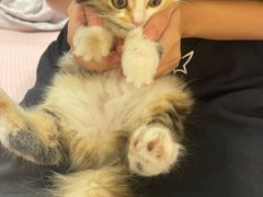 -宠物星动物医院·眼科·异宠·猫科(江南大道总院)