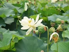 -莲花池公园