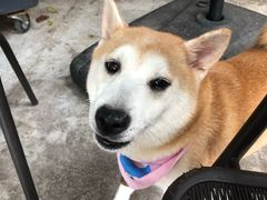 -柴犬高等学院·狗咖·柴犬售卖·宠物训练