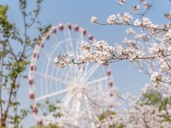 -顾村公园