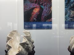 -贝壳王国博物馆