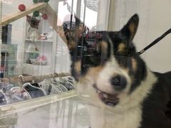 -BABYDOG宝贝狗宠物乐园(欧洲城店)