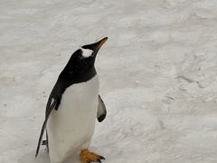-广州热雪奇迹