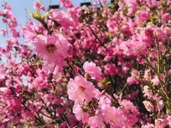 -清真·伊清阁餐厅