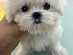 -翊宠yipet猫狗购宠庄园犬舍•猫舍