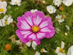 -径山花海