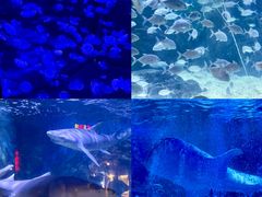 -烟台海昌鲸鲨海洋公园