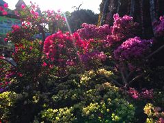 -东芭乐园