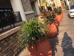 -Salud撒露欧洲冻酸奶(蓝色港湾店)