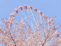 -顾村公园