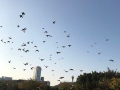-白鹭洲公园