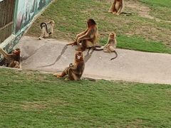 -西霞口神雕山野生动物世界