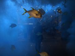 -迪拜水族馆及水下动物园