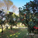 御花園位置就在正門入口右手邊