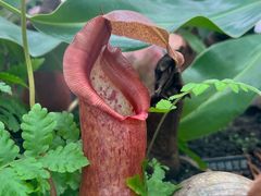 -国家植物园南园