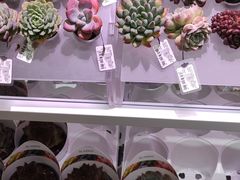 -KKV(东莞海德汇一城店)