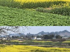 -两河城市森林公园