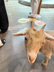 -Zoolung Zoolung动物主题公园(海信广场店)