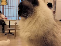 -Let's go狗咖·猫咖·奶狗·桌游(春熙路IFS店)