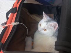 -北京观赏动物医院·24小时大型综合·猫专科·异宠专科