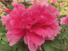 -石家庄市植物园