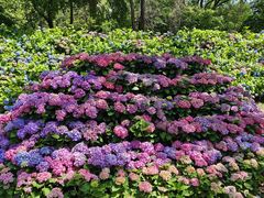 -沈阳植物园