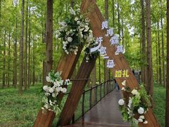 -黄海国家森林公园