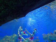 -芜湖新华联大白鲸海洋公园