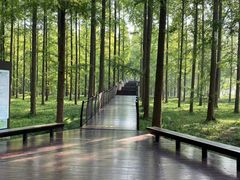 -黄海国家森林公园