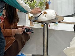 -共舞时光猫咖·狗咖(新街口店)