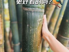 -望江楼公园