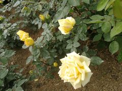 -上海滨江森林公园