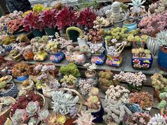 -梅陇花鸟市场-停车场