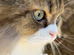 -More Fun猫咖 二十只万元加菲主题