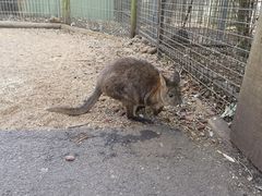 -费瑟代尔野生动物园