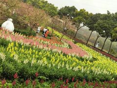 -天适樱花悠乐园