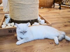 -袖虎·猫馆(体育西路店)