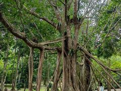 -中国科学院西双版纳热带植物园