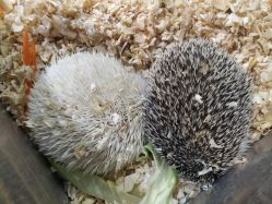 -酷嗒动物文化乐园(cutezoo西溪乐天城店)