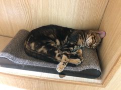-猫和宫(六道口店)