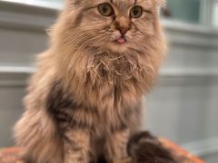 -安格丽娜·狗咖·猫咖羊驼咖(春熙路百盛商场店)