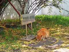 -北京鲁迅博物馆(北京新文化运动纪念馆鲁博馆区)