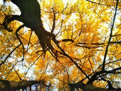 -四川大学(华西校区)