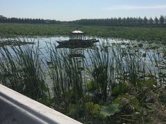 -呼兰河口湿地公园