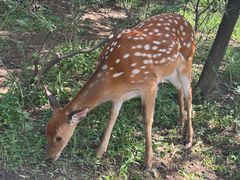 -大连森林动物园